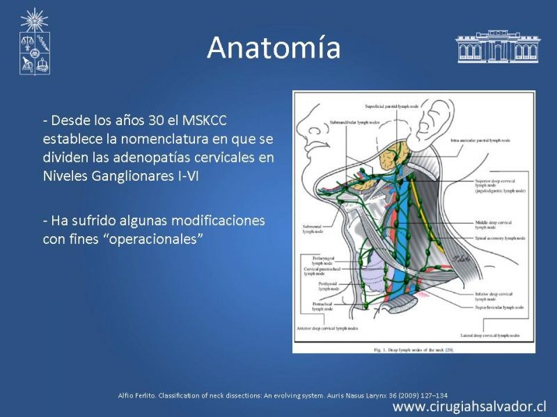Diapositiva 3 de Disecciones ganglionares de cuello