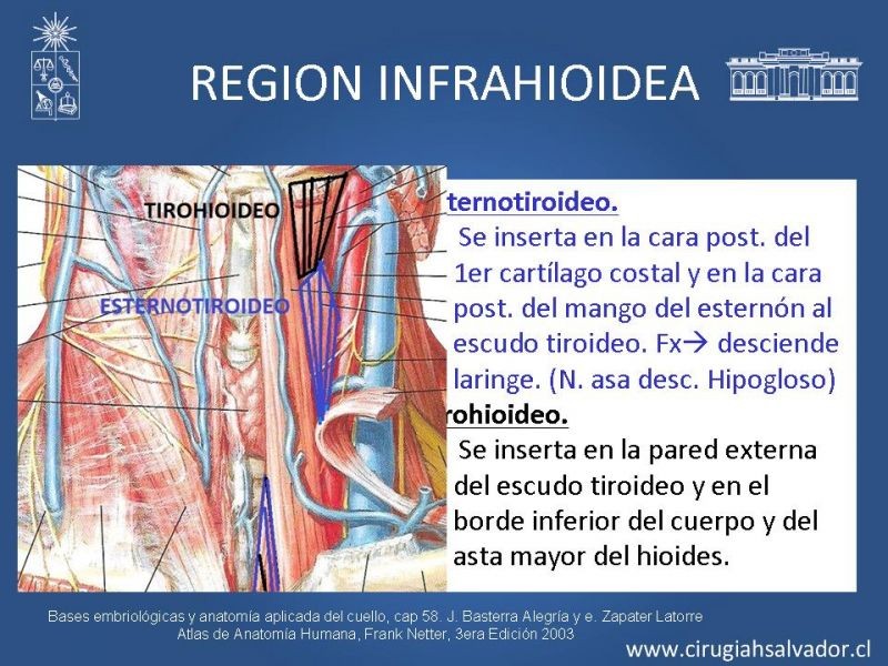 Diapositiva 13 de Topografía del cuello