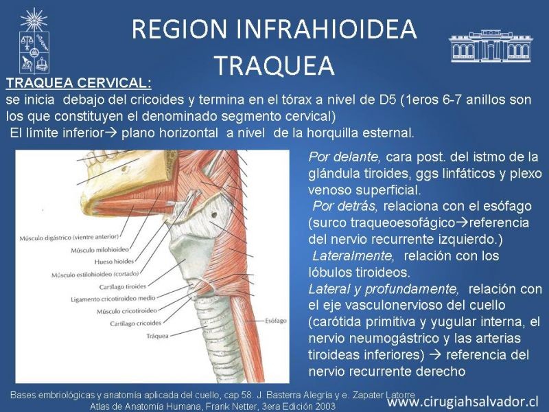 Diapositiva 14 de Topografía del cuello
