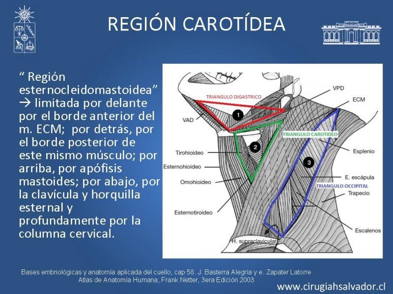 Diapositiva 19 de Topografía del cuello
