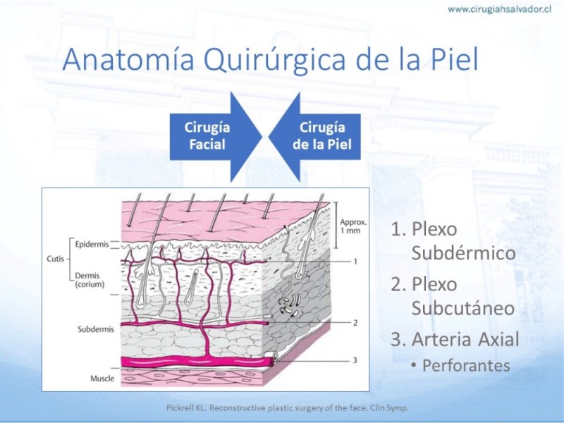 Diapositiva 8 de Tipos de Reconstrucción Facial