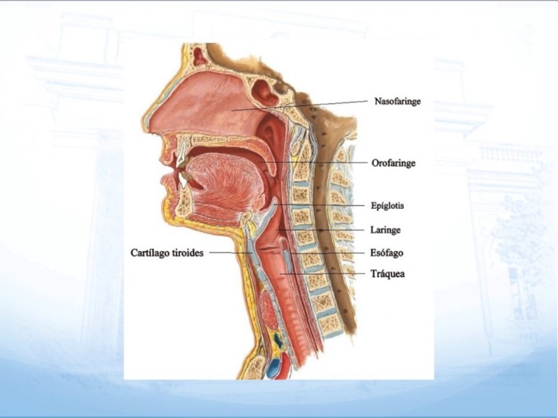 Diapositiva 2 de Traqueotomía: Indicaciones y técnica