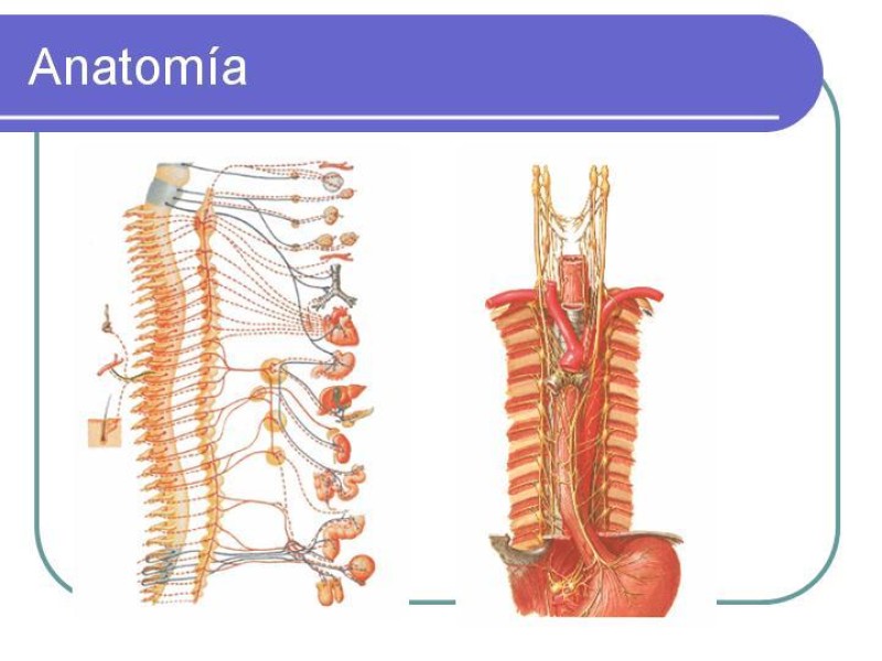 Diapositiva 13 de Simpatectomía Torácica