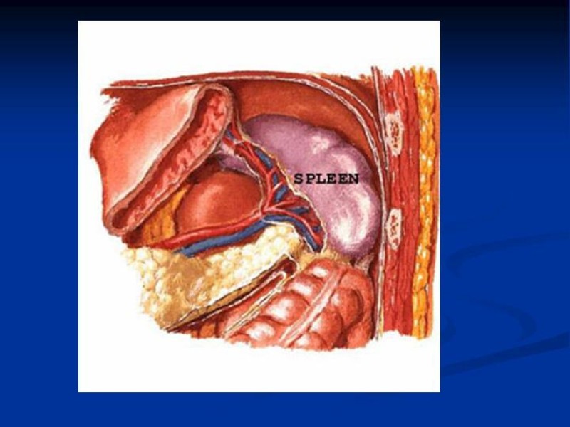Diapositiva 21 de Trauma Esplénico