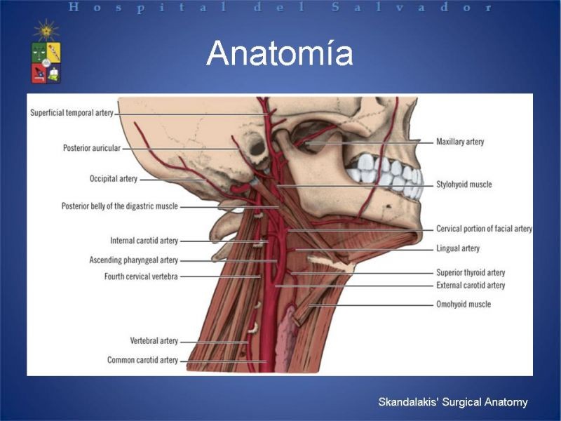 Diapositiva 8 de Trauma Vascular Cervical