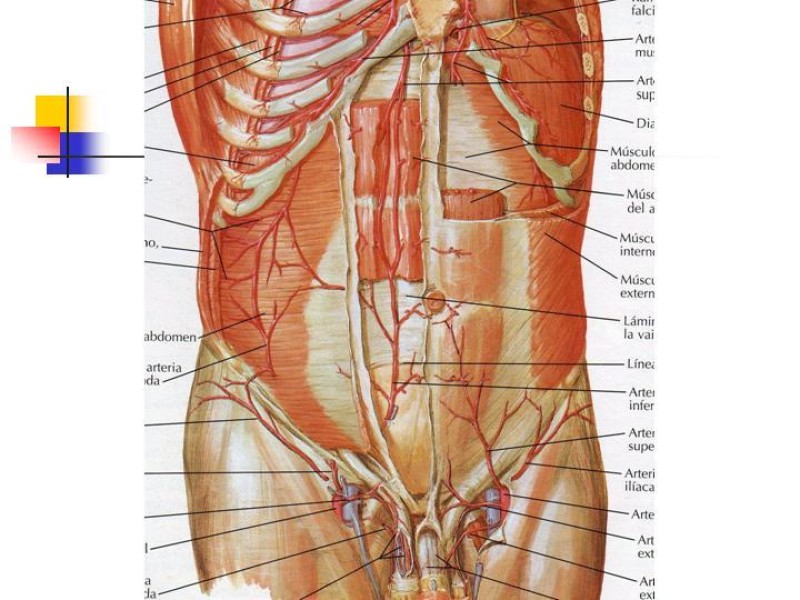 Diapositiva 4 de Hernia Incisional