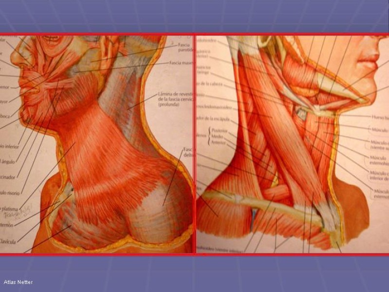 Diapositiva 45 de Disección Cervical Pt. 1