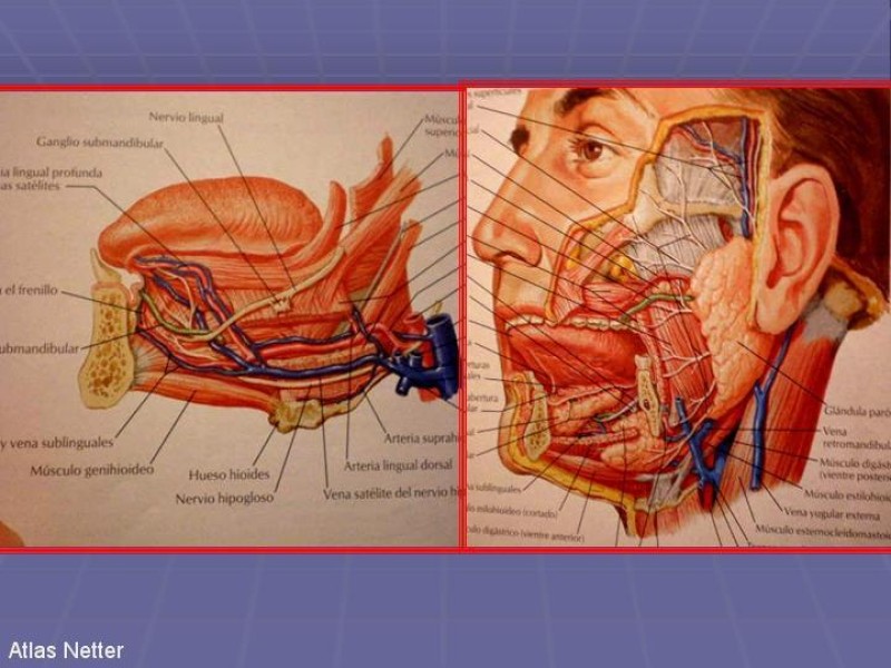 Diapositiva 49 de Disección Cervical Pt. 1