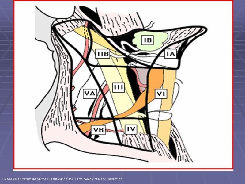 Diapositiva 27 de Disección Cervical Pt. 1