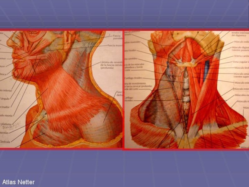 Diapositiva 14 de Disección Cervical Pt. 1