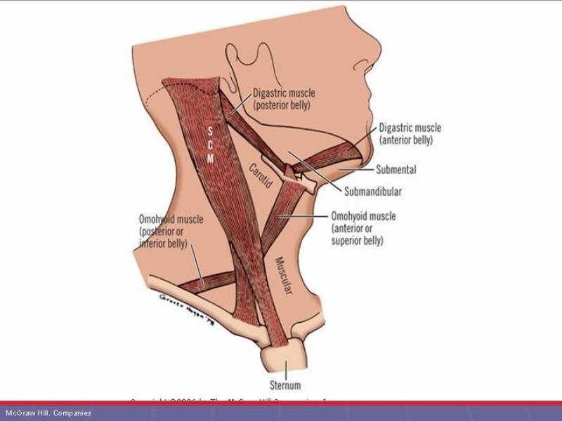 Diapositiva 47 de Disección Cervical Pt. 1