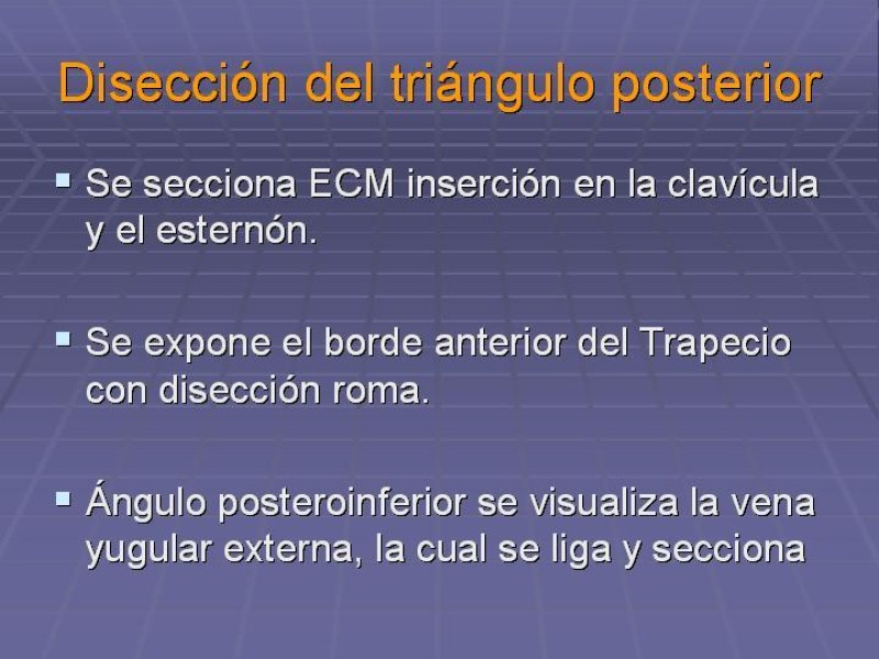 Diapositiva 14 de Disección Cervical Pt. 2