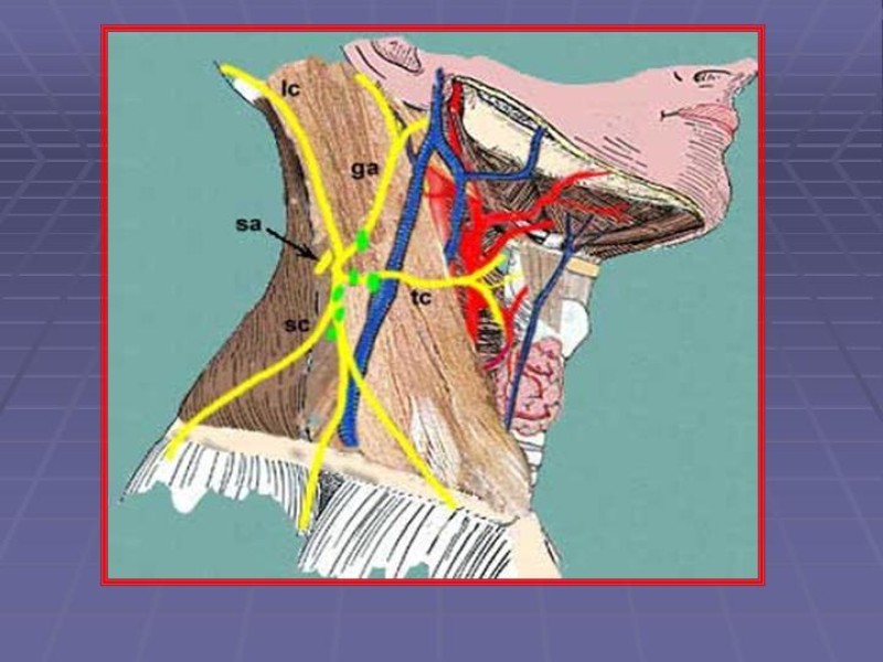 Diapositiva 11 de Disección Cervical Pt. 2