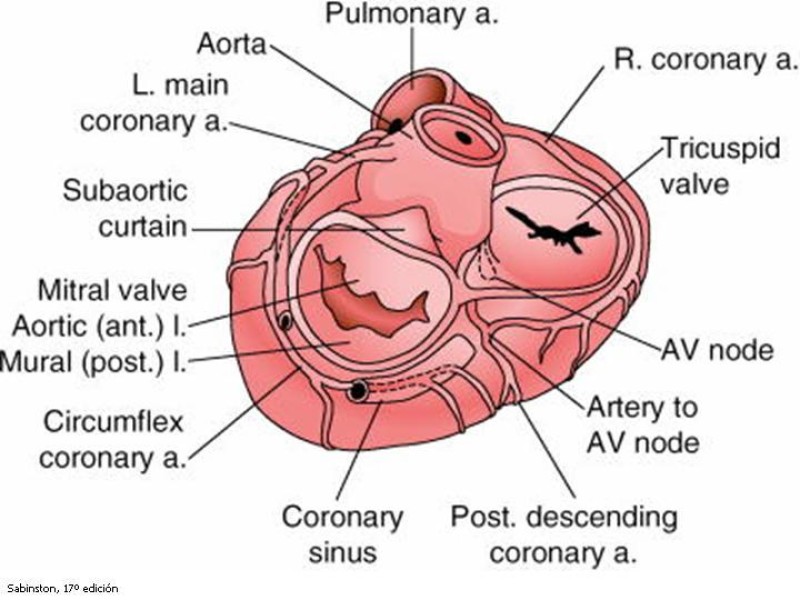 Diapositiva 8 de Valvulopatías