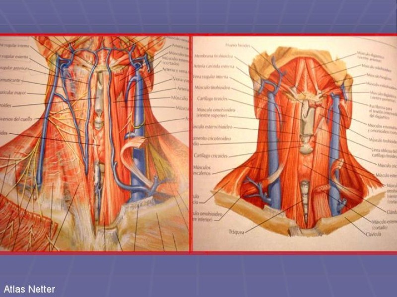 Diapositiva 48 de Disección Cervical Pt. 1