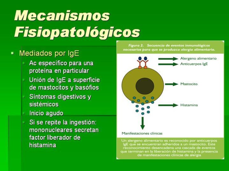 Diapositiva 7 de Alergias alimentarias