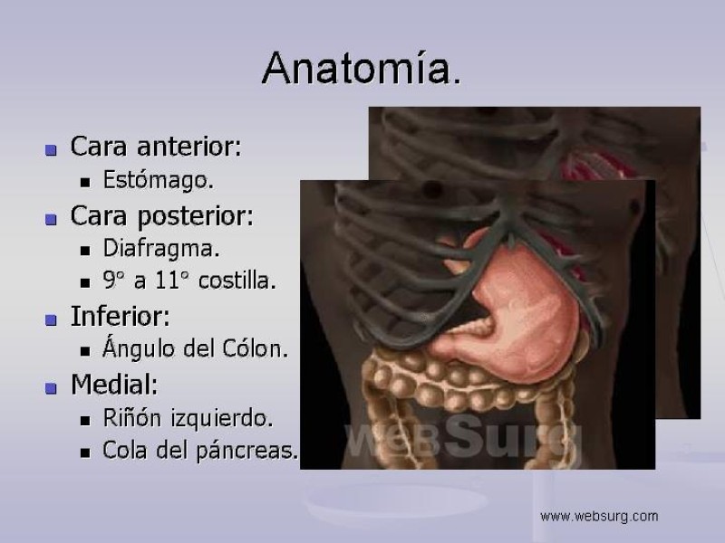 Diapositiva 2 de Técnica Quirúrgica Esplenectomía