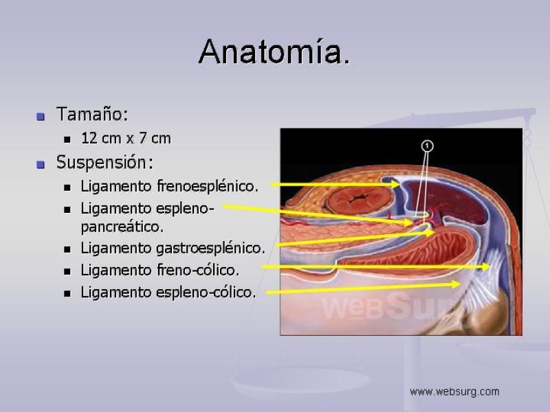 Diapositiva 3 de Técnica Quirúrgica Esplenectomía