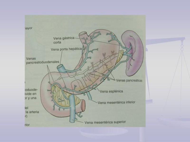 Diapositiva 8 de Técnica Quirúrgica Esplenectomía