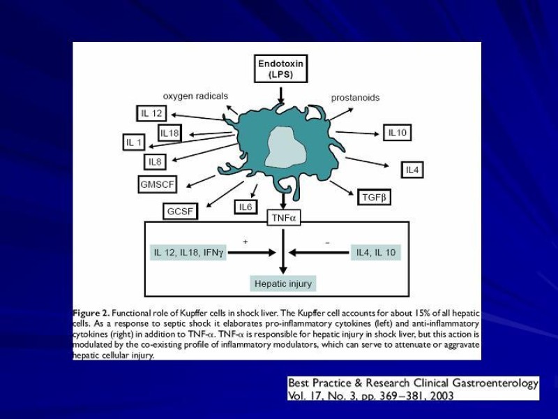 Diapositiva 8 de Hepatitis Isquémica