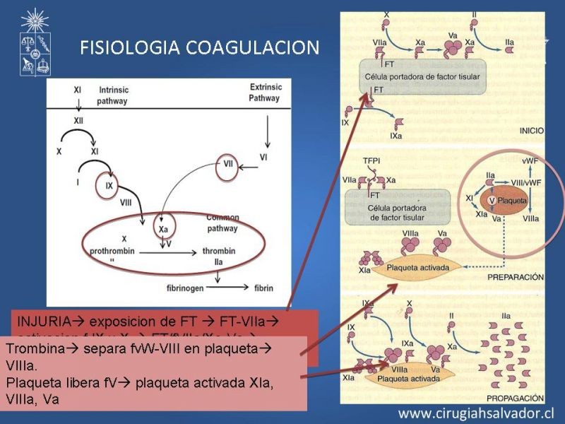 Diapositiva 1 de Nuevos anticoagulantes orales