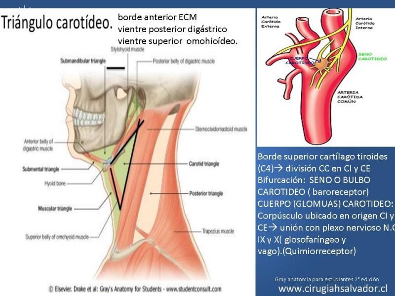 Diapositiva 2 de Manejo de pacientes con Enfermedad Carotídea Extracraneal Asintomáticos