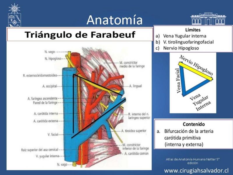 Diapositiva 3 de Manejo de pacientes con Enfermedad Carotídea Extracraneal Asintomáticos