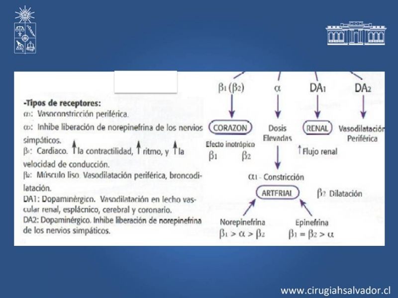 Diapositiva 2 de Drogas vasoactivas