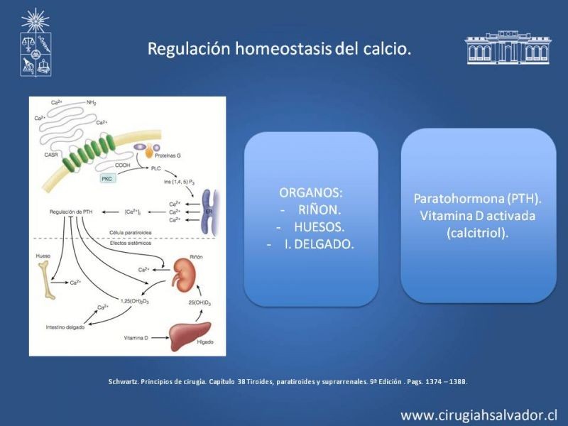 Diapositiva 4 de Hiperparatiroidismo 2º: Estudio, manejo e indicaciones quirúrgicas.