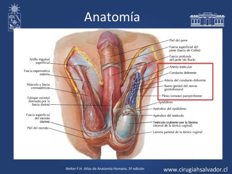 Diapositiva 6 de Tratamiento y pronóstico torsión testicular 