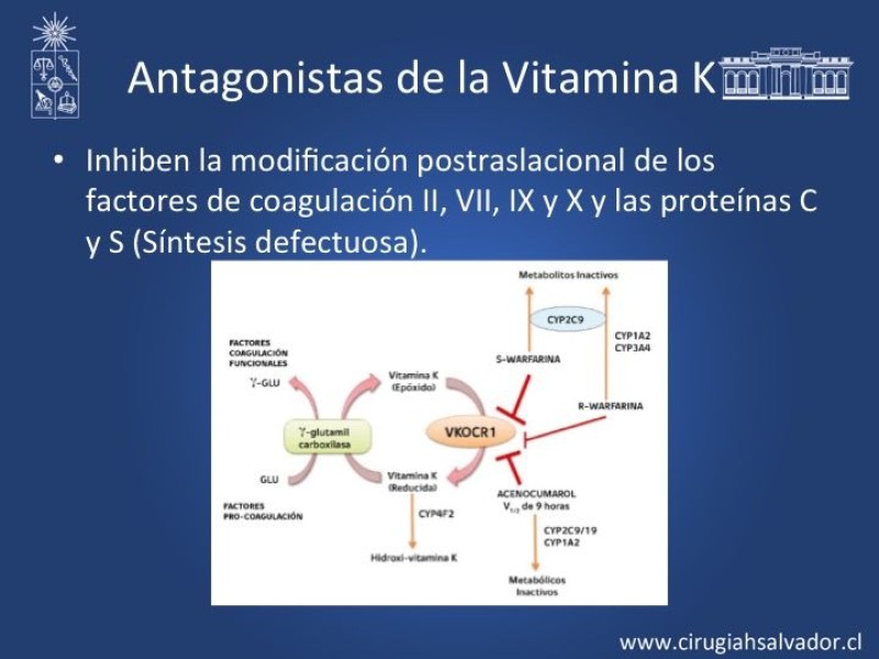 Diapositiva 13 de Anticoagulantes Tradicionales y nuevos