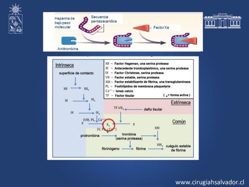 Diapositiva 10 de Anticoagulantes Tradicionales y nuevos