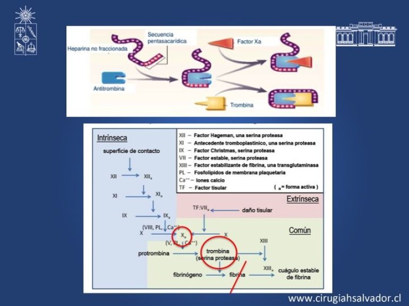 Diapositiva 5 de Anticoagulantes Tradicionales y nuevos