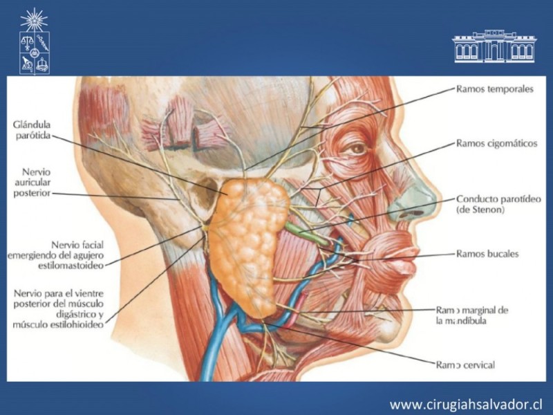 Diapositiva 7 de Reanimación Facial