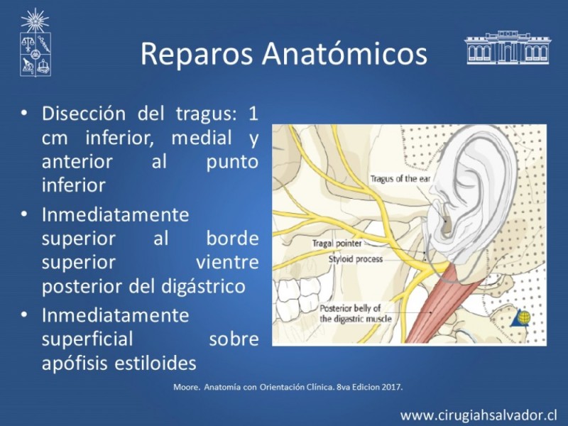 Diapositiva 8 de Reanimación Facial
