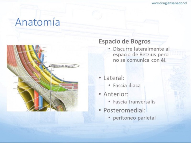 Diapositiva 8 de Hernia Inguinal: Hitos Anatómicos para cirugía laparoscópica-3