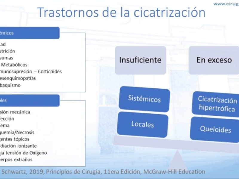 Diapositiva 12 de Cicatrización normal y patológica
