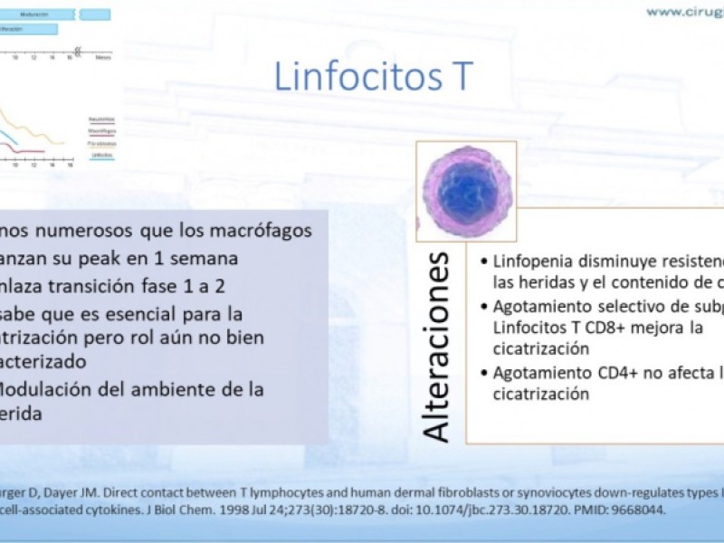 Diapositiva 6 de Cicatrización normal y patológica