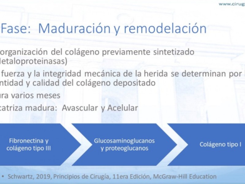 Diapositiva 9 de Cicatrización normal y patológica