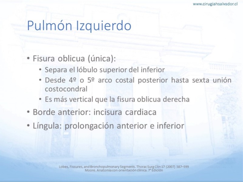 Diapositiva 5 de Anatomía Quirúrgica: Pulmón y Bronquios