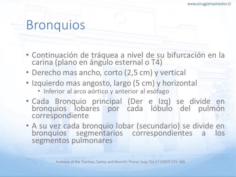 Diapositiva 15 de Anatomía Quirúrgica: Pulmón y Bronquios