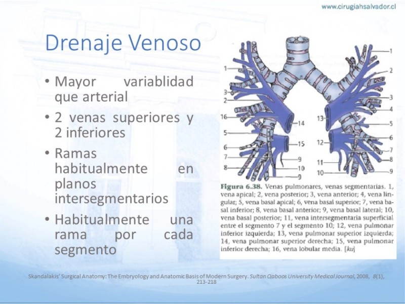 Diapositiva 12 de Anatomía Quirúrgica: Pulmón y Bronquios