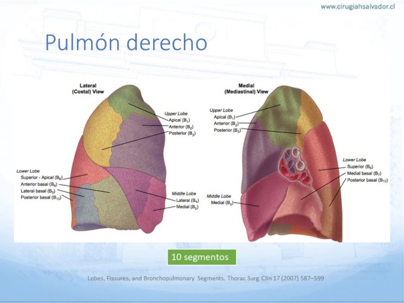 Diapositiva 2 de Anatomía Quirúrgica: Pulmón y Bronquios