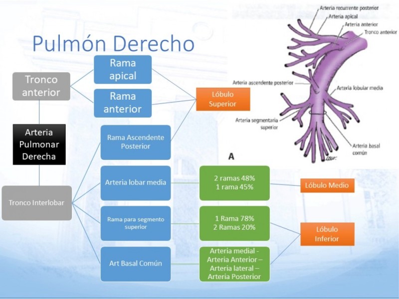 Diapositiva 10 de Anatomía Quirúrgica: Pulmón y Bronquios