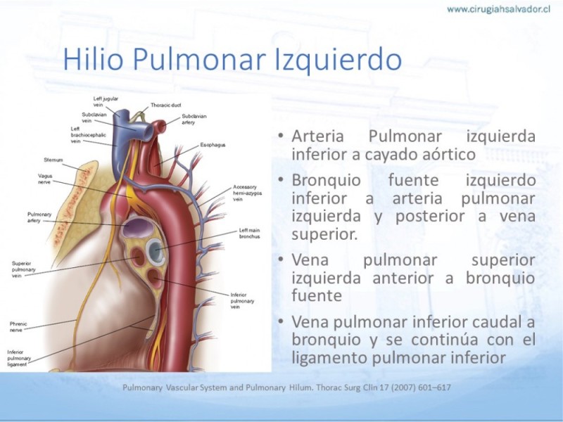 Diapositiva 8 de Anatomía Quirúrgica: Pulmón y Bronquios