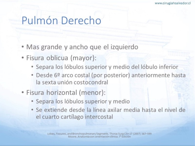 Diapositiva 3 de Anatomía Quirúrgica: Pulmón y Bronquios