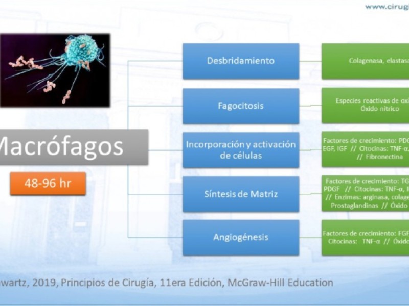 Diapositiva 5 de Cicatrización normal y patológica