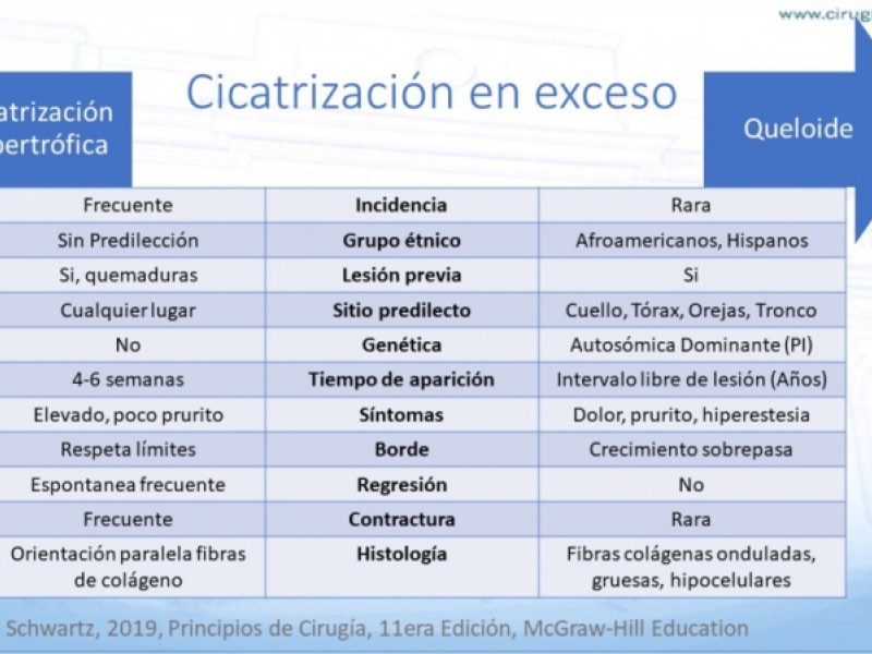 Diapositiva 15 de Cicatrización normal y patológica