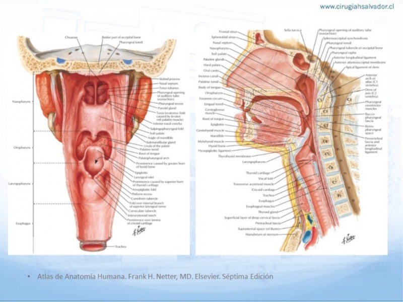 Diapositiva 4 de Cáncer Hipofaringe. Tratamiento