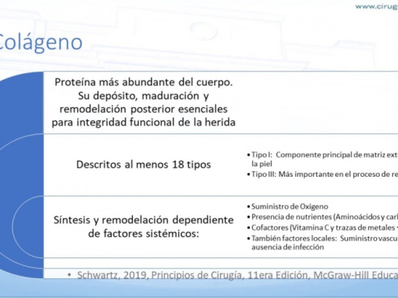 Diapositiva 8 de Cicatrización normal y patológica